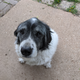 My old pupper who’s pretending to be as anxious as me about this